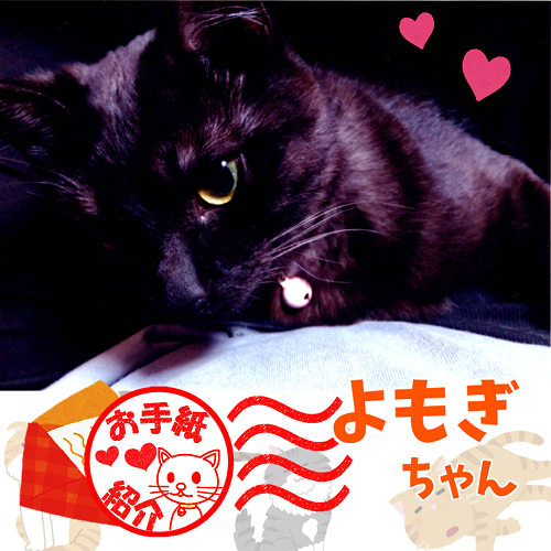 飼い主さんからのお手紙紹介「よもぎちゃん」