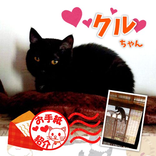 飼い主さんからのお手紙紹介「クルちゃん」