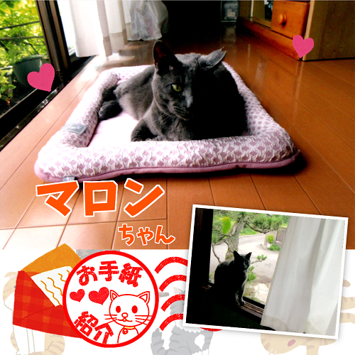 飼い主さんからのお手紙紹介「ムタちゃん」