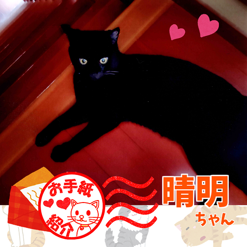 飼い主さんからのお手紙紹介「晴明ちゃん」