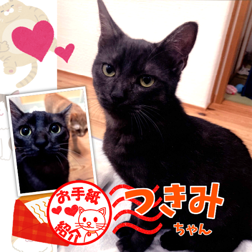 飼い主さんからのお手紙紹介「つきみちゃん」