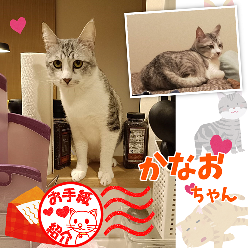 飼い主さんからのお手紙紹介「かなおちゃん」