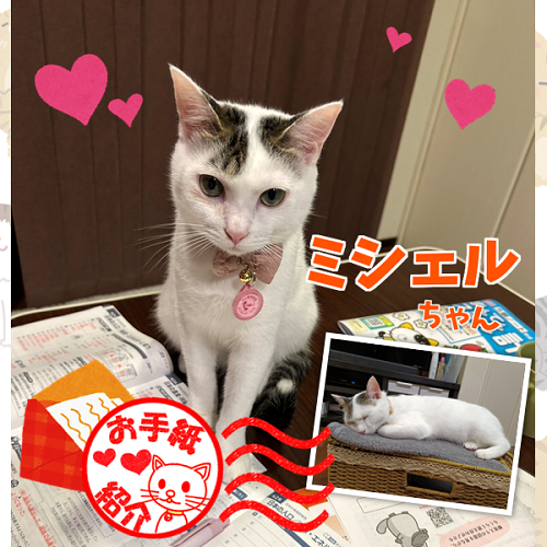 飼い主さんからのお手紙紹介「ミシェルちゃん」