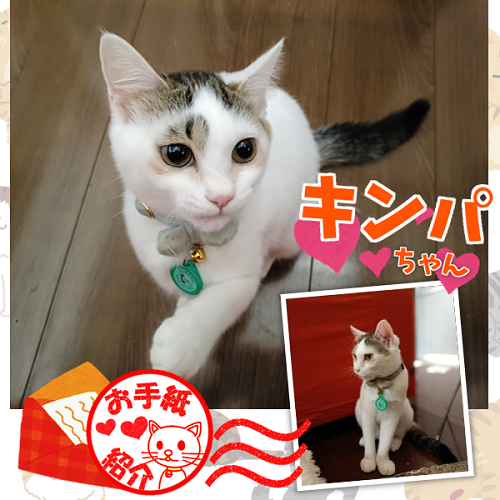 飼い主さんからのお手紙紹介「キンパちゃん」