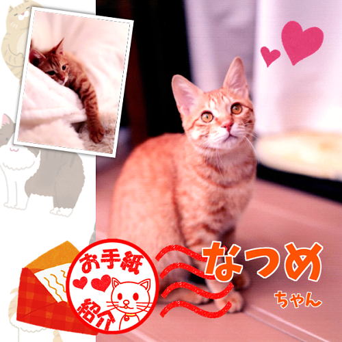 飼い主さんからのお手紙紹介「なつめちゃん」
