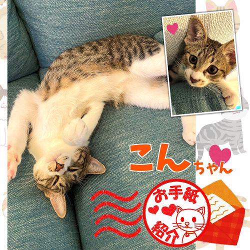 飼い主さんからのお手紙紹介「こんちゃん」