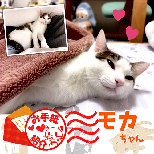 飼い主さんからのお手紙紹介「モカちゃん」