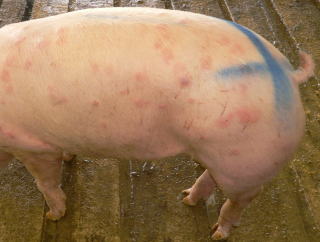 豚丹毒の写真
