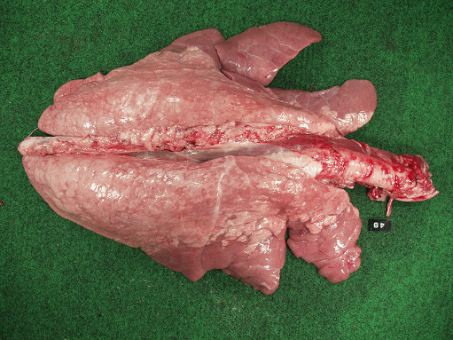 豚マイコプラズマ性肺炎の写真