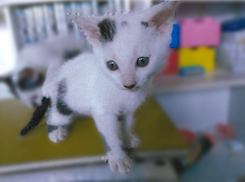 仲介ねこc07004