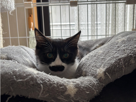 仲介ねこc07006-3
