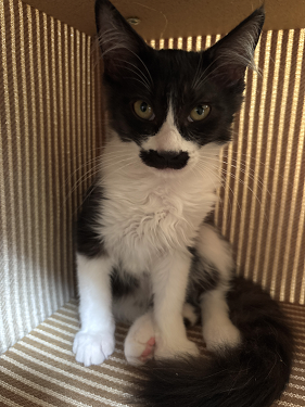 仲介ねこc07006