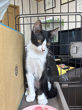仲介ねこc07007