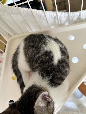 仲介ねこc07008-3