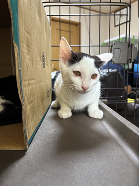 仲介ねこc07009