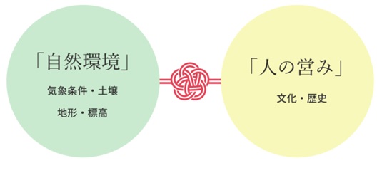 結い