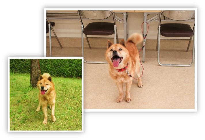 譲渡動物情報犬6009