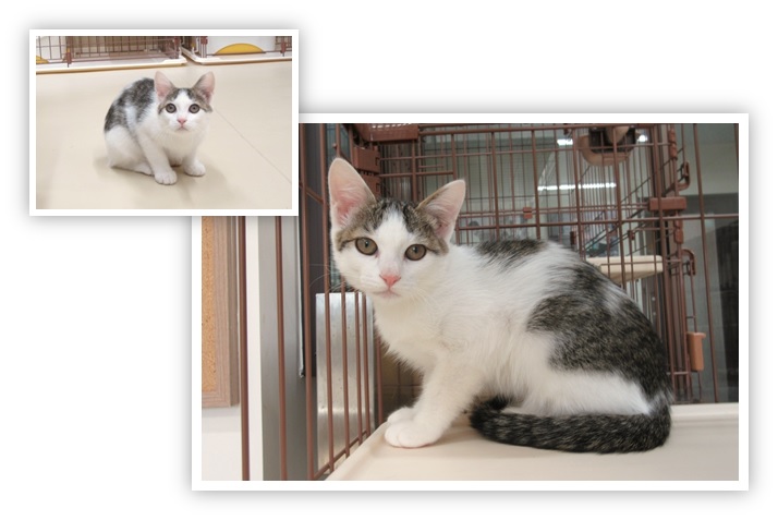 譲渡動物情報ねこ7028