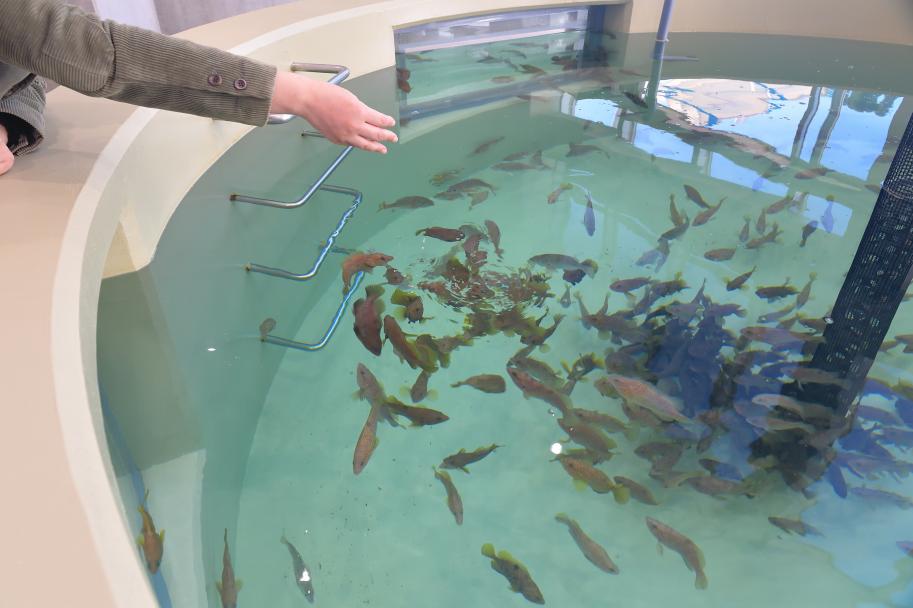 エサやり水槽