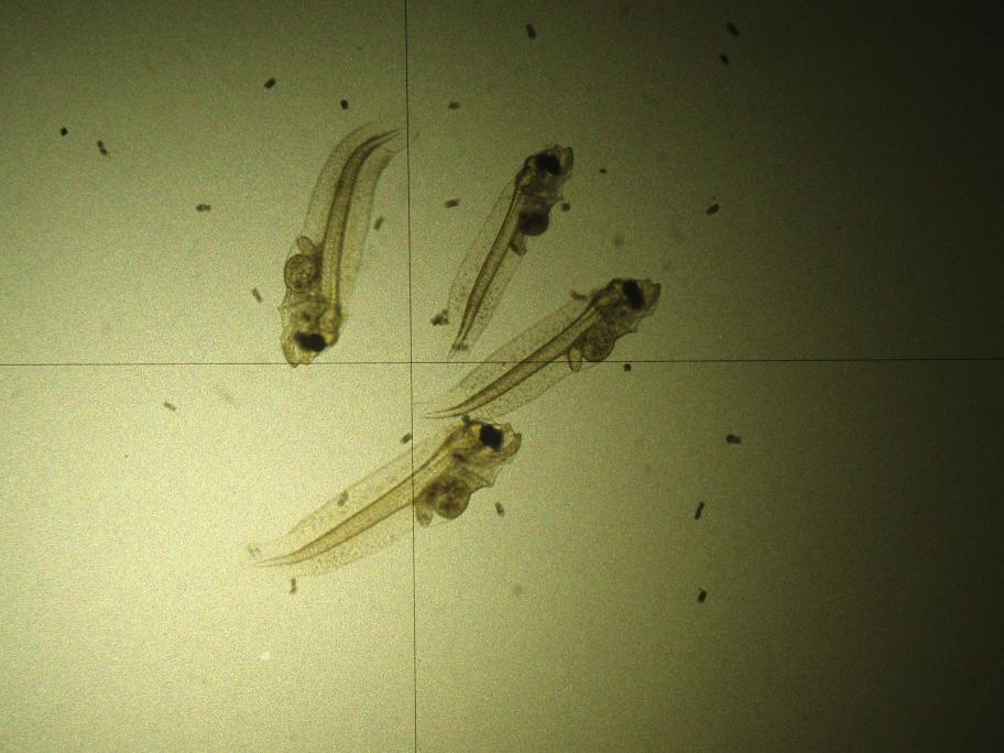 ヒラメ仔魚