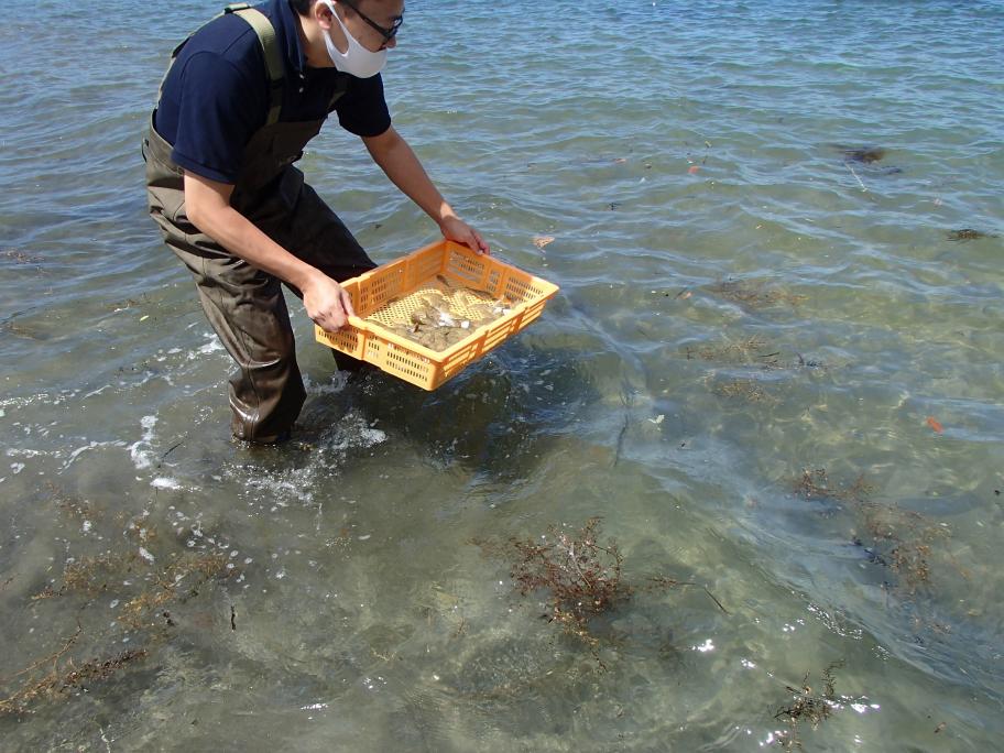 ヒラメ放流