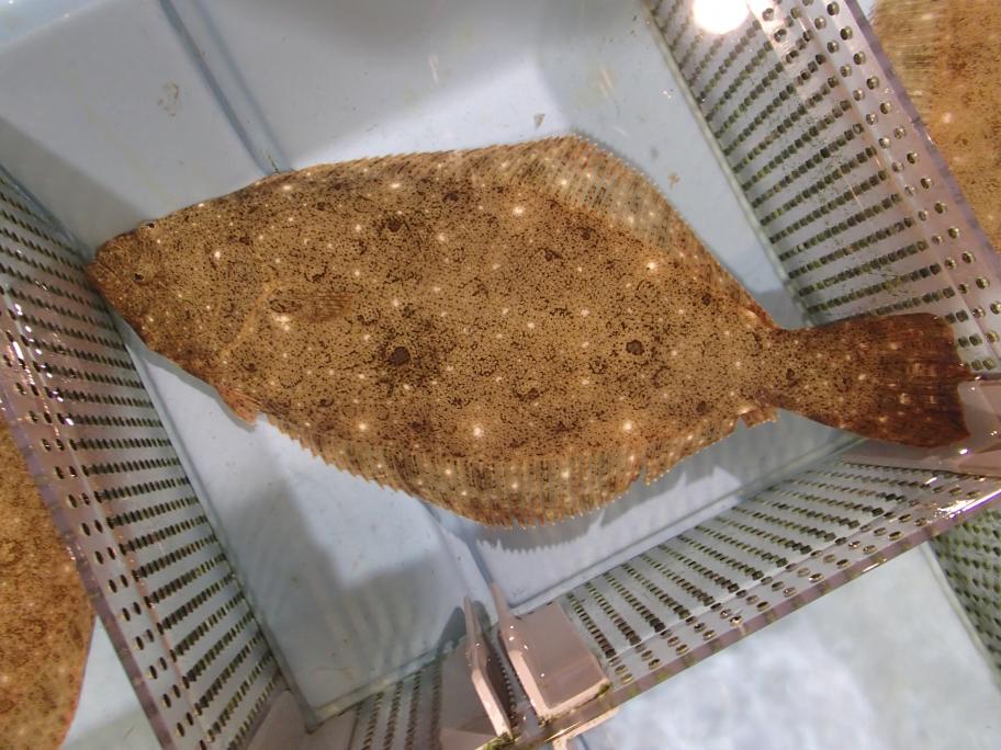 ヒラメ成魚