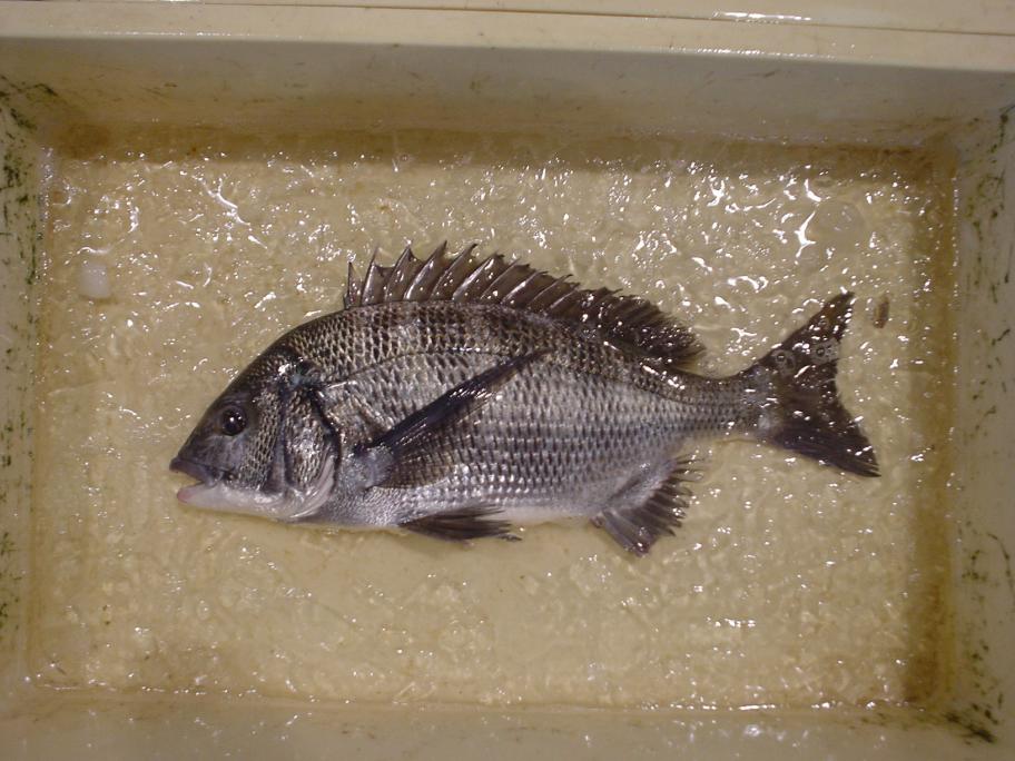 クロダイ成魚