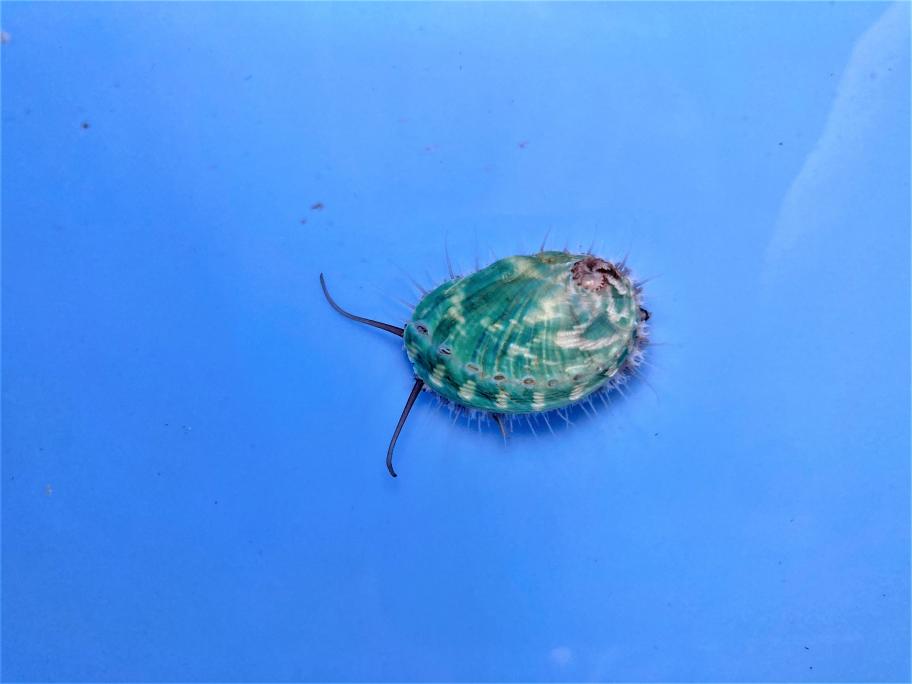 アワビ放流サイズ