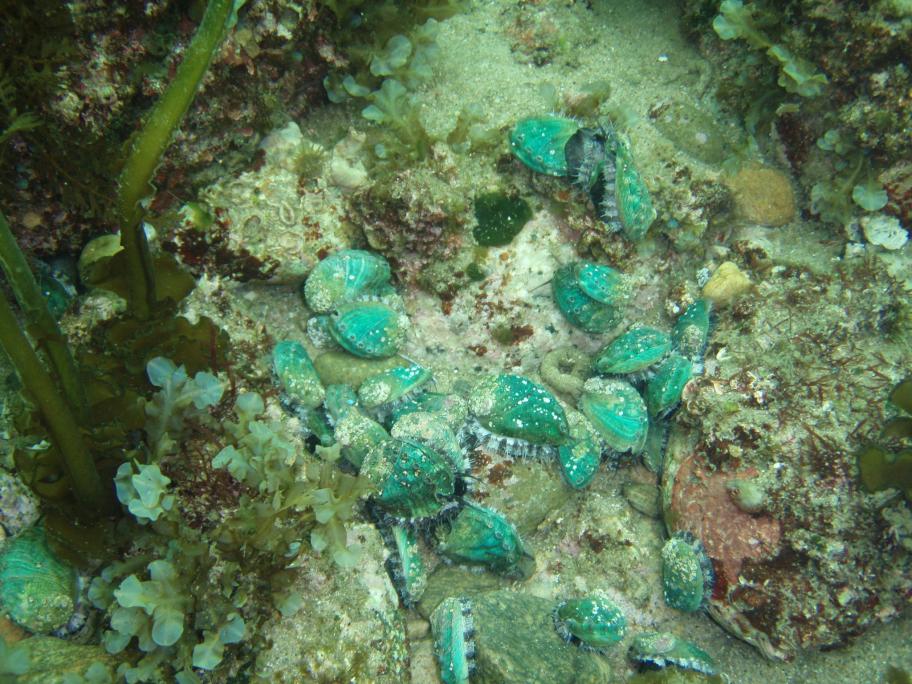 アワビ放流後