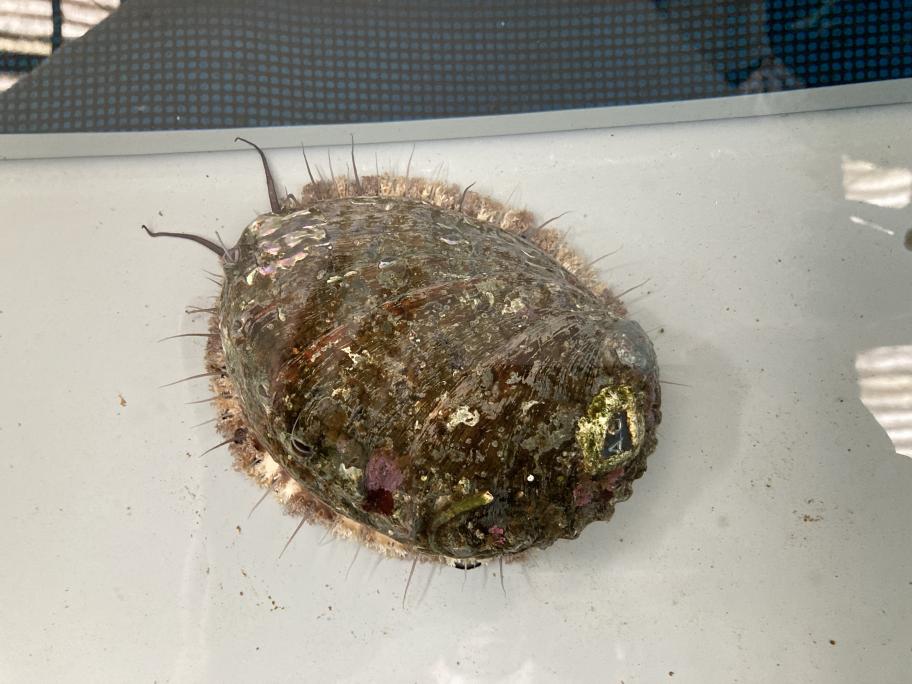 アワビ成貝