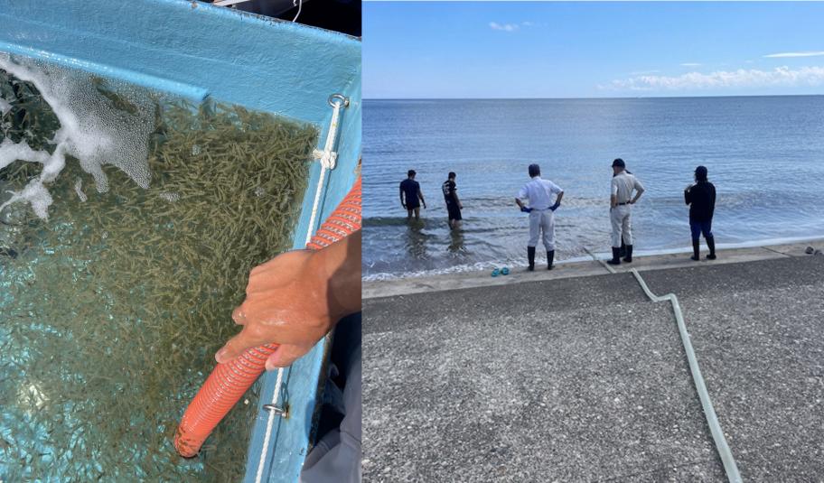 クルマエビ放流