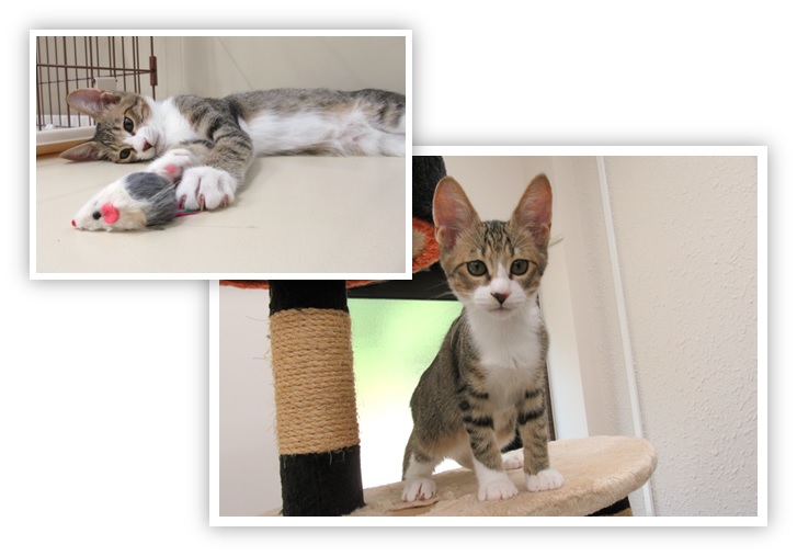 譲渡候補ねこ7012