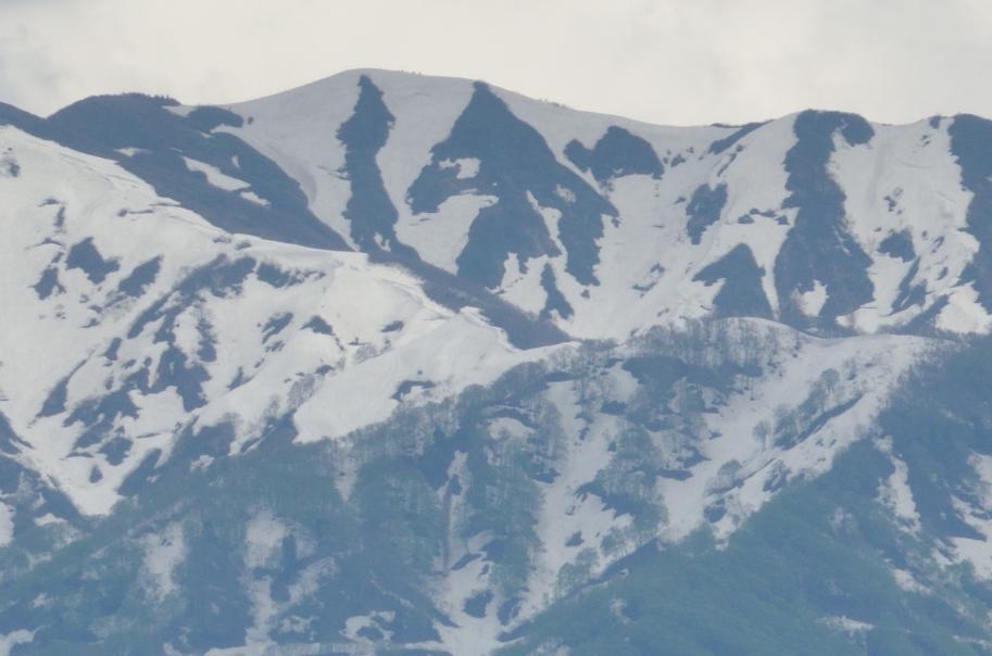 僧ヶ岳の雪形の変遷3