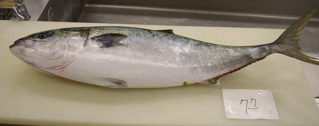 富山湾の王者ブリ