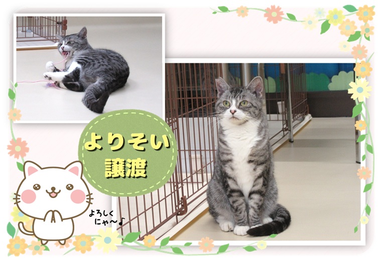 富山県／譲渡動物情報（ねこ）7003