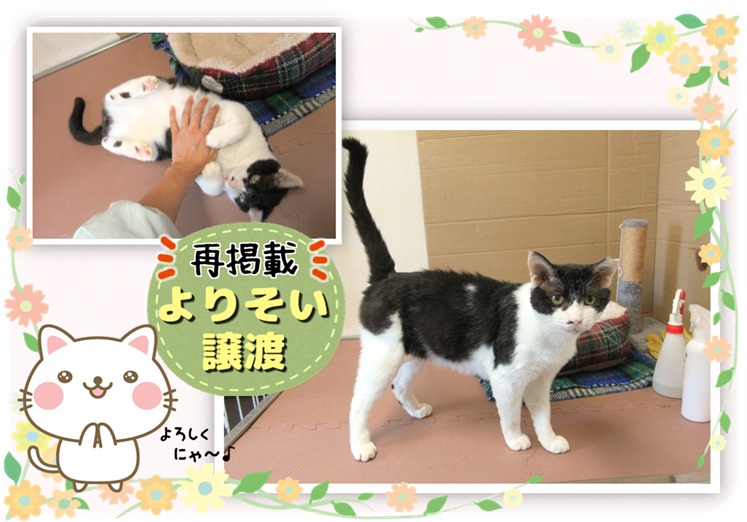 譲渡動物情報ねこ7123