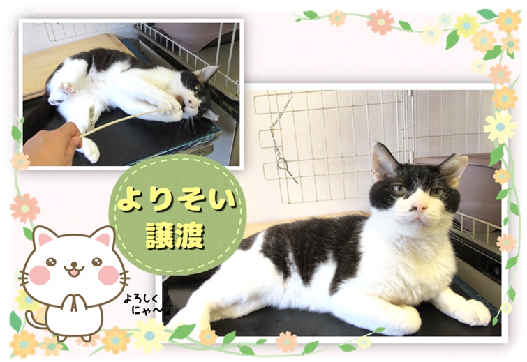 yama@猫飼っています　　修理、連絡ページ 富山県／譲渡動物情報（ねこ）7123