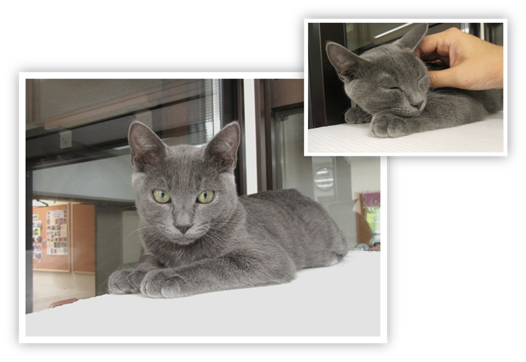 譲渡動物情報ねこ8039