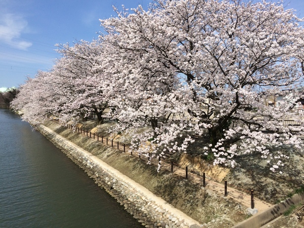 桜並木が連なる富岩運河の写真