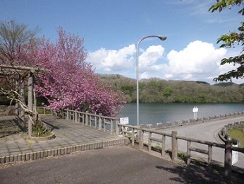 ダム横公園の桜の様子