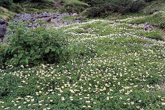 高山植物