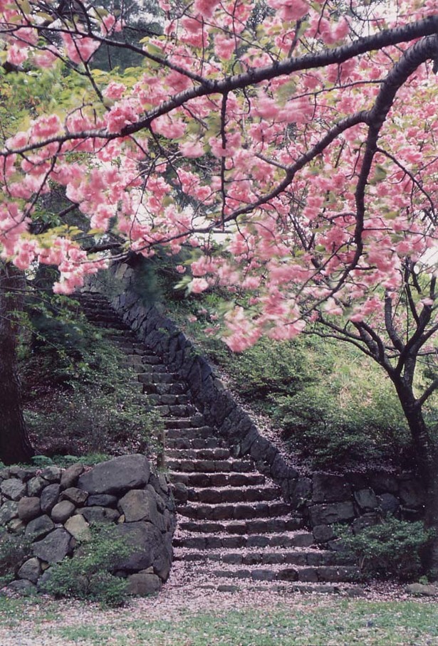 公園内の桜