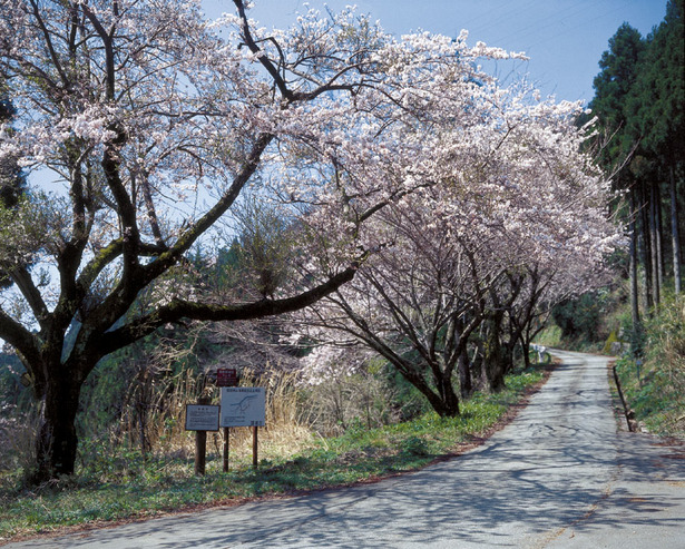 桜並木の様子