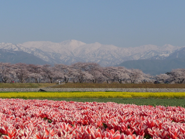 残雪の山並みとチューリップ、満開のサクラが重なる美しい風景画像