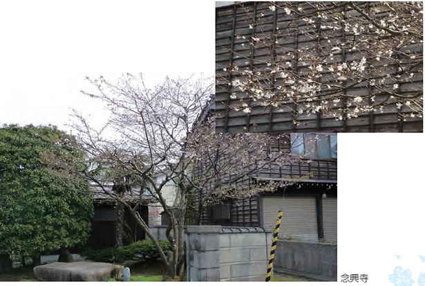 念興寺の桜の写真