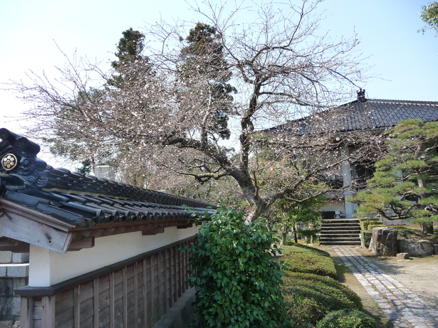 浄蓮寺の桜の写真