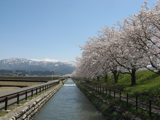 黒部川堤防桜堤