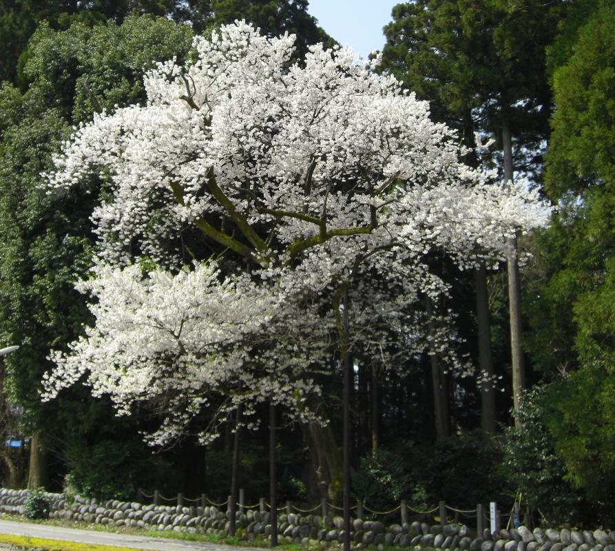 月訪の桜