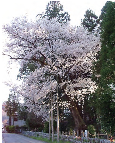 満開の桜の様子