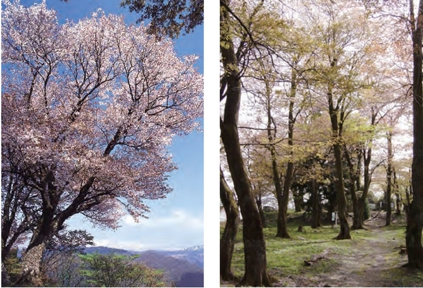 城跡内の桜の様子